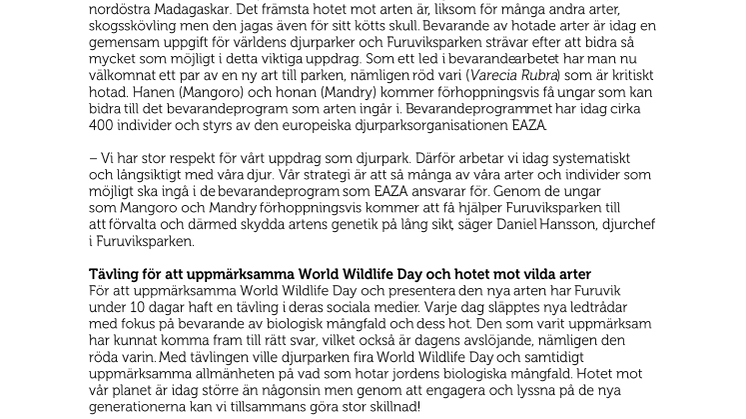 Ny utrotningshotad lemurart flyttar in på Furuvik