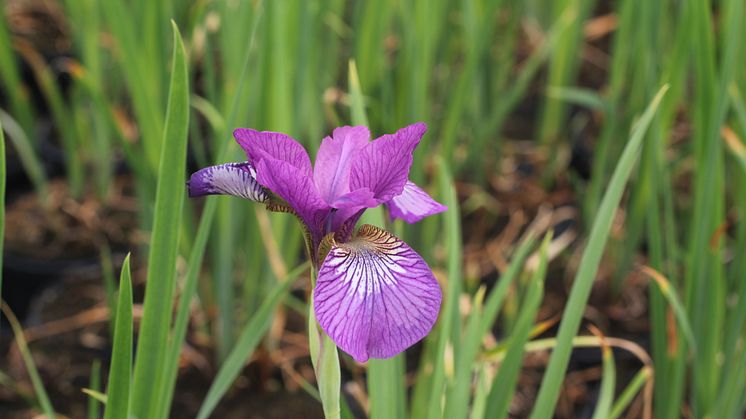 Trädgårdsiris, Iris sibirica 'Wine Wings'. Vårnyhet 2014, Blomsterlandet
