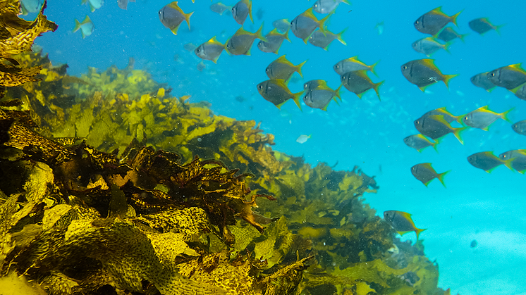 Ocean restoration