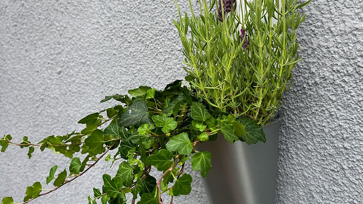 Plannjas odlingssvep för stuprör