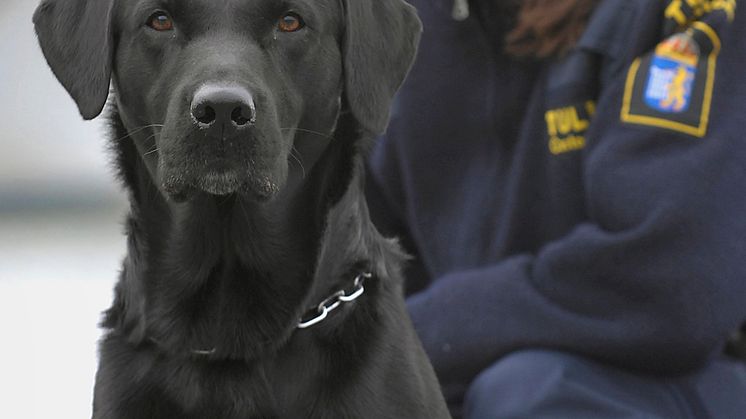 Årets narkotikasökhund 2009
