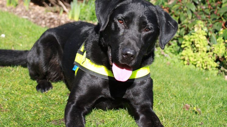 Detective dogs sniff out illegal tobacco on National No Smoking Day