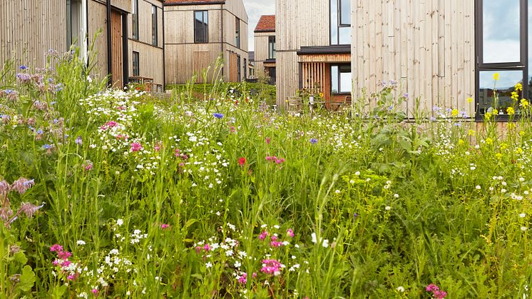 Mens bynaturen vokser vildt omkring Kløverbakken ved Odder, så blomstrer biodiversiteten lystigt i de svenske skove takket være de 10.000 m2 facadetræ i 100 % PEFC-certificeret ThermoWood® fra Södra. Bygherre: Thybo. Arkitekt: Arken.