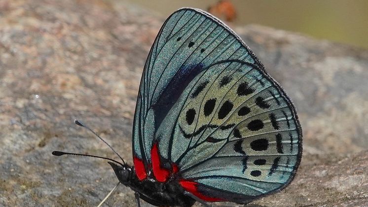 Asterope_leprieuri_239429695.jpg