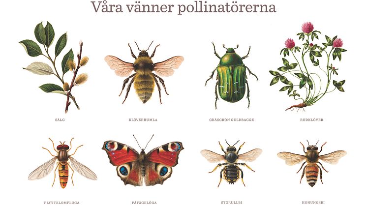 Till kampanjen Surrande parker har illustratören Aron Landahl skapat bilder på några av våra vanligaste pollinatörer: Klöverhumla, gräsgrön guldbagge, flyttblomfluga, påfågelöga, storullbi och honungsbi.