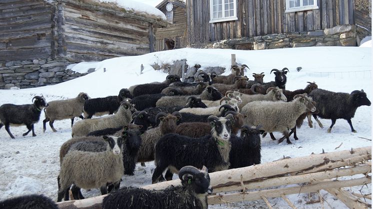 Spælsauer på den økologiske gården Valbjør i Vågå. Foto Inge Lindseth