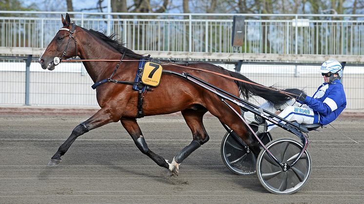 Looking Superb är klar för Elitloppet 2020
