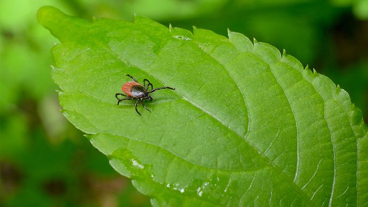 Skydda dig mot fästingar med naturens hjälp