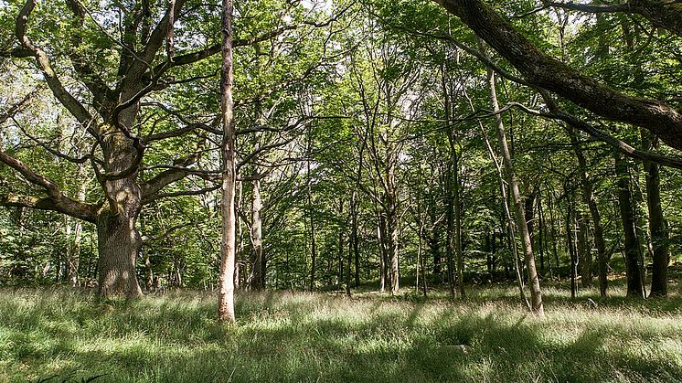 Stenshuvud nationalpark, Foto: Mathilda Tennysdotter, Wikimedia Commons