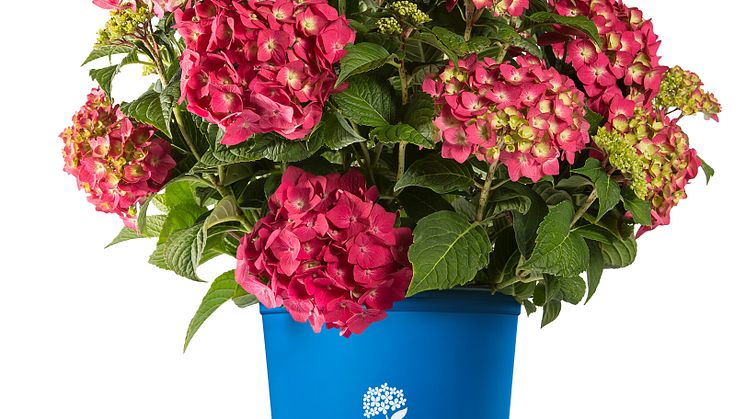 HydrEndlessSummerSummerCrush139-11974 Foto Bailey Nurseries, Inc..jpg