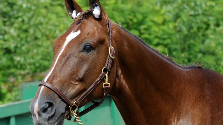 Startförbud hindrar Commander Crowe i finalen av Trotting Masters