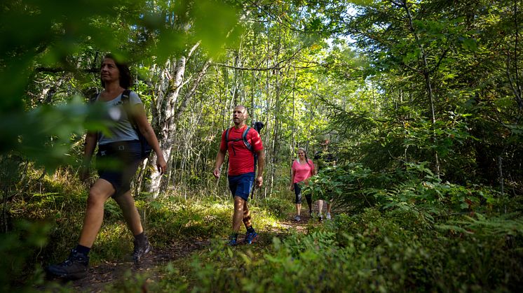 Under sensommaren och hösten erbjuds mat- och upplevelsevandringar på fem av Västergötlands platåberg. Foto: Tobias Andersson/Next Skövde