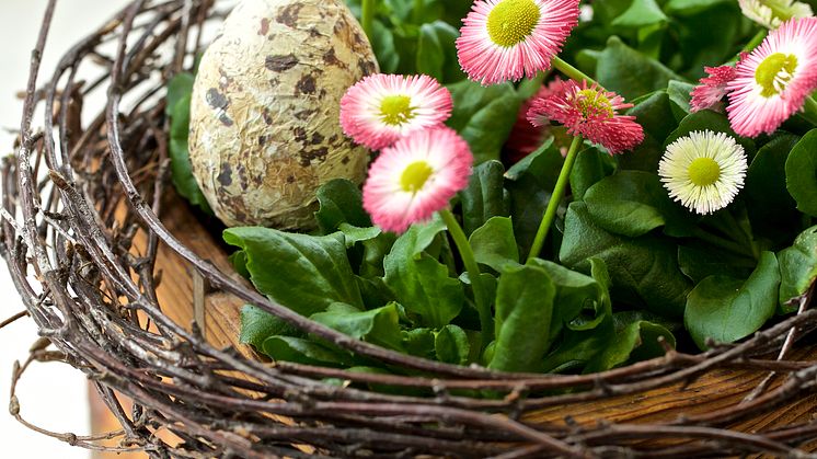 Bellis_Påsk Tusensköna