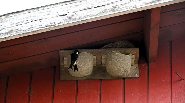 Pääsky ja tekopesät maitotilalla