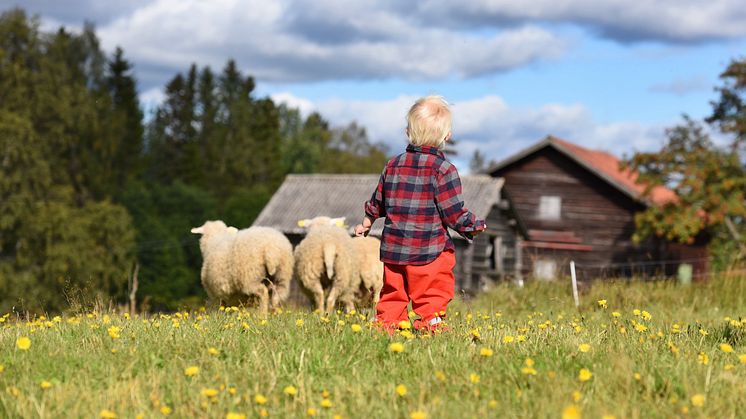 Får i Klövsjö