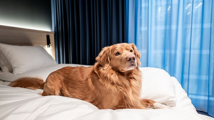 Pet friendly