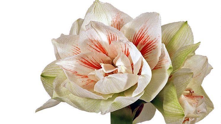 Lucka nr 6 - Dubbelblommande Amaryllis i en Blomstrande Julkalender
