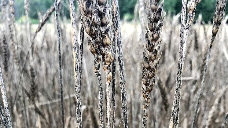 Svartrostangreppet i Almunge var så kraftigt att svampen till och med infekterade axen. Foto: Anna Berlin