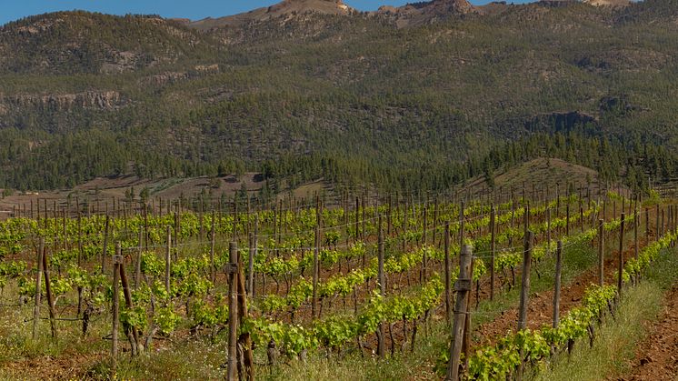 Vingården Alma de Trevejos Winery på Teneriffa