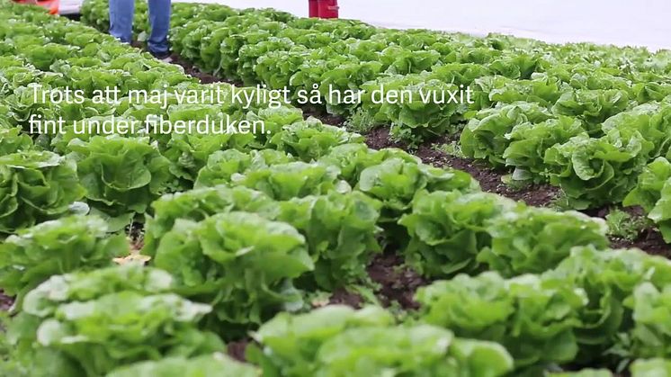 Nu börjar vi skörda romansallat