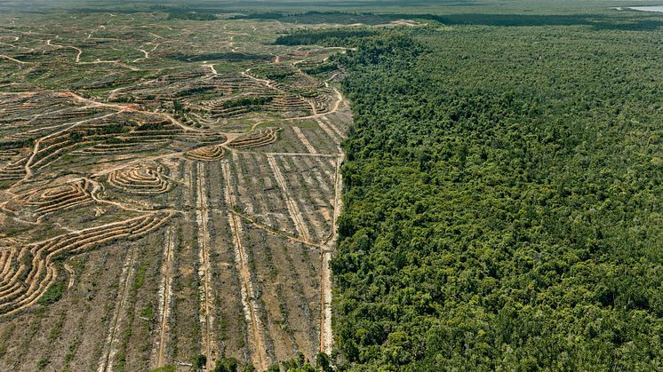 Antropocen: Clearcut #1, Palm Oil Plantation, Borneo, Malaysia 2016