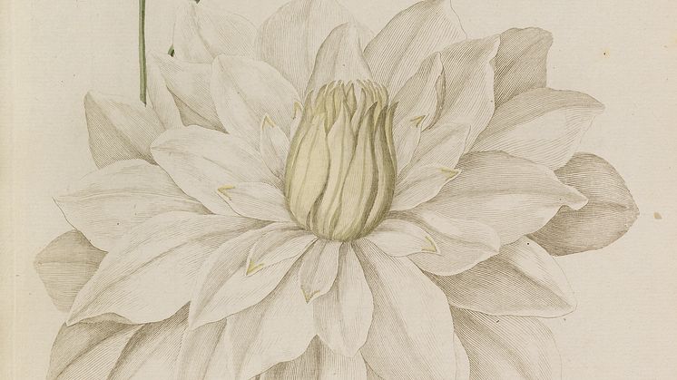 G.C. Oeder: Flora Danica. Copenhagen 1761–1883. Complete with 3240 original hand-coloured plates. Estimate: DKK 300,000-400,000 / € 40,000-54,000 