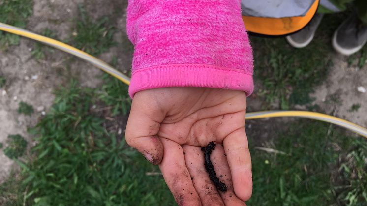 En flicka från Sorgenfri förskola visar stolt upp sitt fynd i skolträdgården hos stiftelsen Botildenborg, Malmö. 