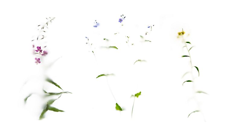 Naturen tar stor plats i Rebecca Sharps utställning Emergence på Galleri Alva.