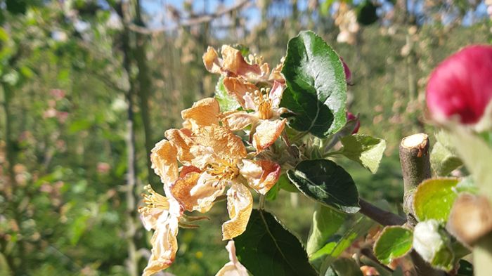 Frostskadad äppelblomma