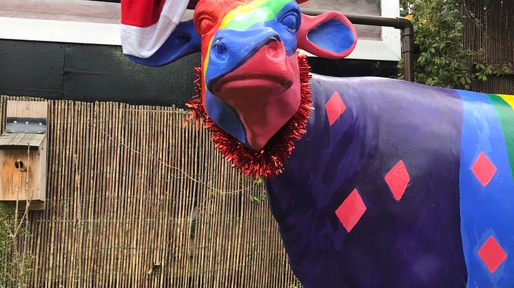 Silent night holy cow at Cricklewood 2