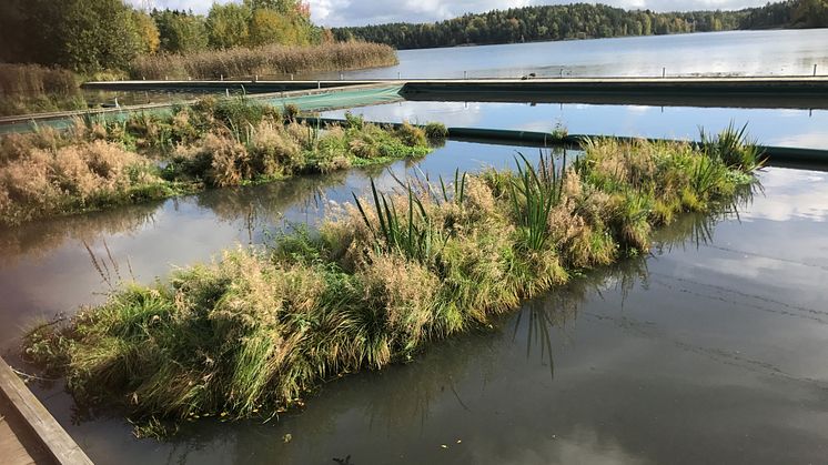 Så här renar framtidens vattenväxtsystem vatten med hjälp av dess naturliga invånare