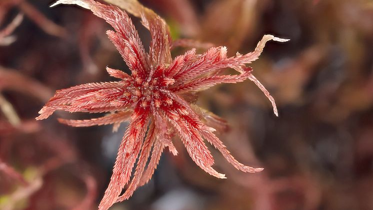 Purpurvitmossa Sphagnum warnstorfii