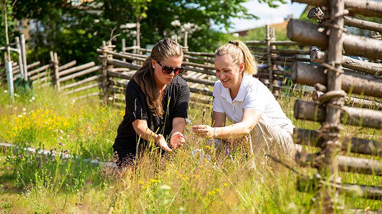 Sara Hedlund och Karin Håkansson inspekterar färdig äng i Alvesta