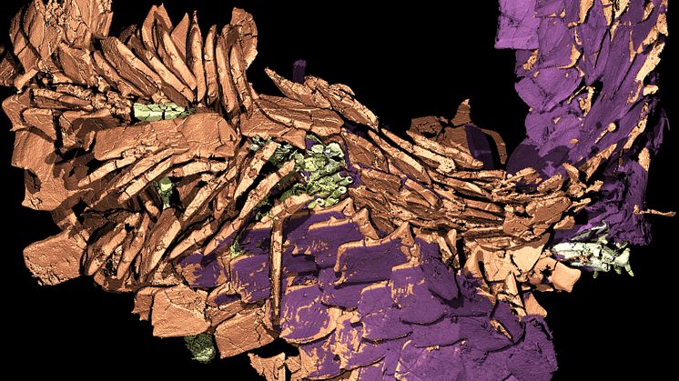 Fish scales (orange, with the ganoine layer highlighted in purple) and fin rays (green) in detail. Picture: Martin Qvarnström