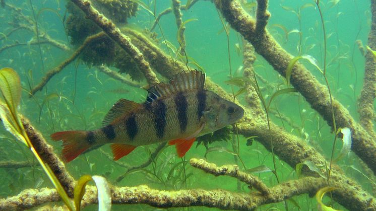 Inte bara abborre i Dalarnas fiskevatten