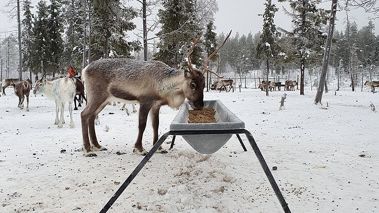 Utfodring av renar i hägn. Foto: Heidi Rautiainen