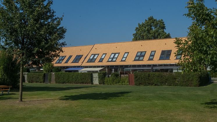 Gule Dantegl 1