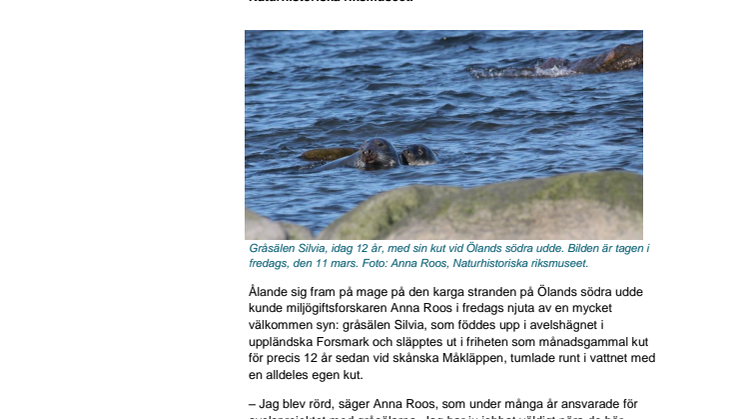 Utsläppt gråsäl har blivit mamma