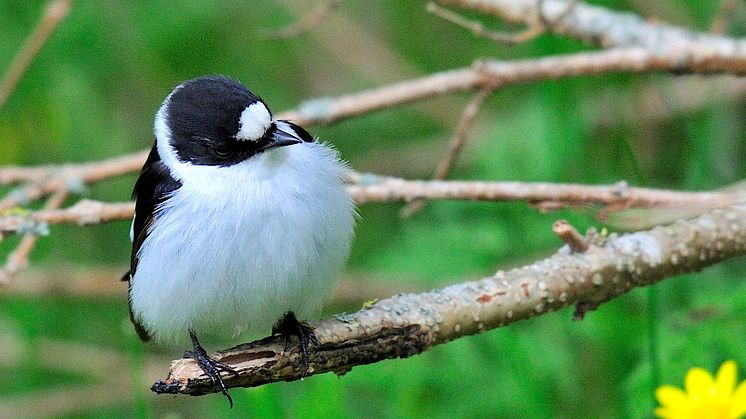 Male collared flycatcher
