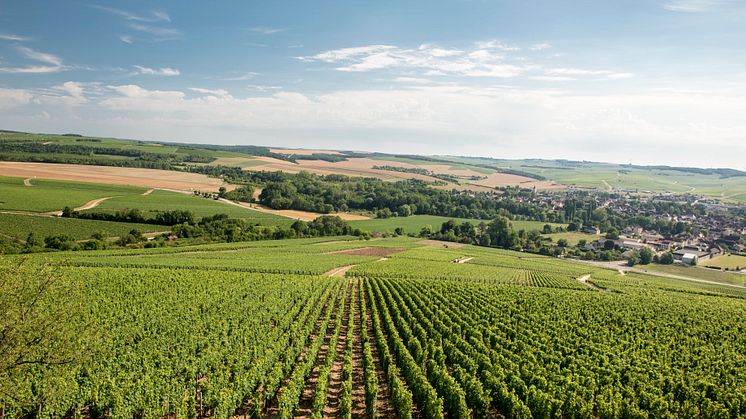 Chablisienne_Chablis_vineyard.jpg