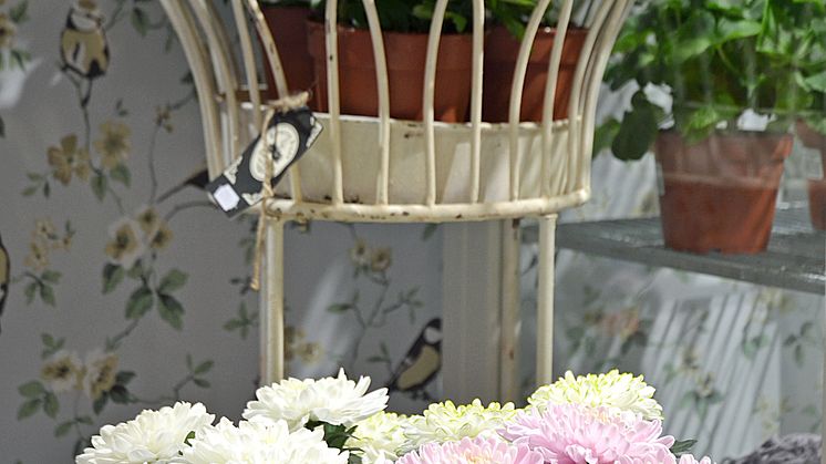 Storblommig Krysantemum
