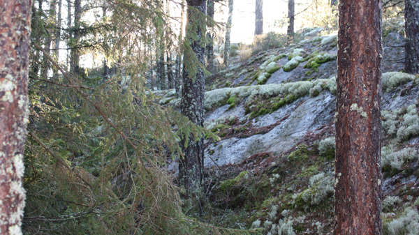 Skogsmarksvittringen i fokus för framtida god vattenkvalitet och skogsproduktion