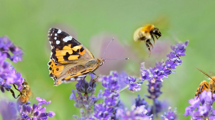 Naturkompaniet delar ut rekordbonus till naturen