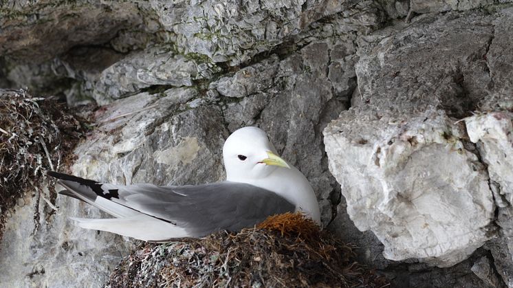 Kittiwake