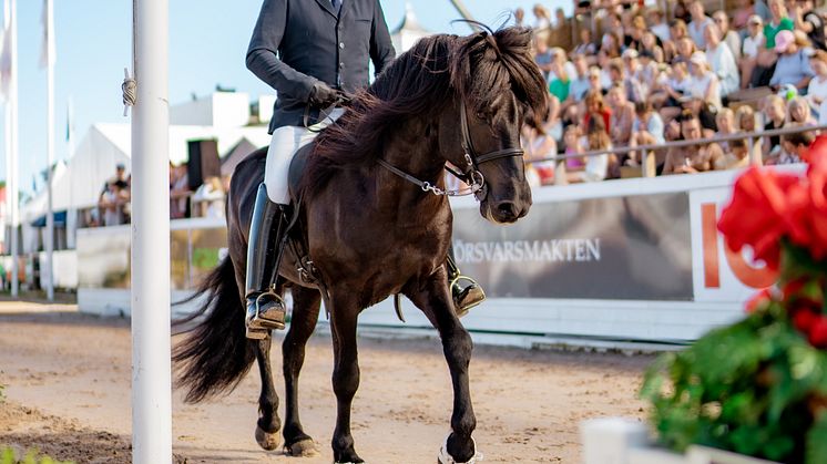Falsterbo islandshästar 2022