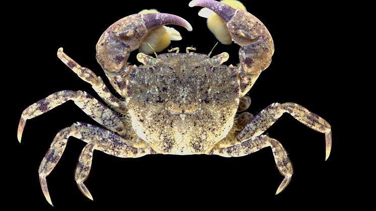 Småprickig penselkrabba, på latin Hemigrapsus takanoi