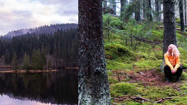 Skogsbad - upplev det kravlösa lugnet i naturen