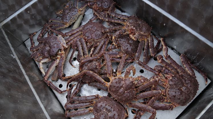 Munchies Seafood from Norway