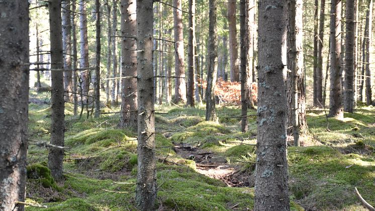 Pressinbjudan Staten klarar inte den egna naturvården 