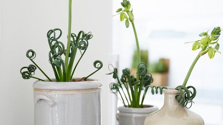  Guldkorn bland nyheterna på Elmia Garden